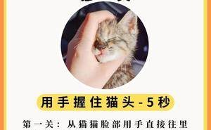 "猫咪忠诚度大考验，你家喵星人能过几关？"