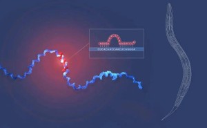 微小RNA揭秘基因调控新篇章，2024诺贝尔生理学或医学奖前瞻