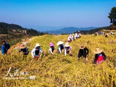 贵州从江香禾糯丰收，这片土地又迎来了什么喜讯？