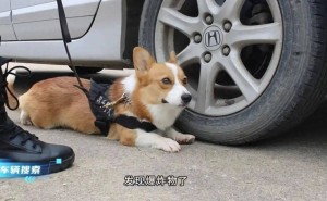 全国首只柯基警犬“福仔”正式入编，萌翻全网！