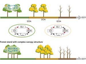 溫帶森林冠層結(jié)構(gòu)，竟能影響秋季物候？科學家揭秘！