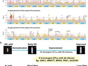 科研人员找到棉花纤维品质形成的关键“钥匙”