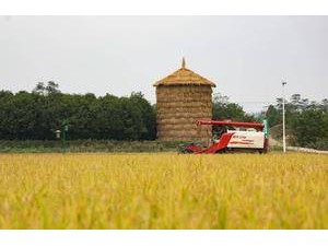 畝產超2000斤！再生稻增產，四川安居種出了“噸糧田”