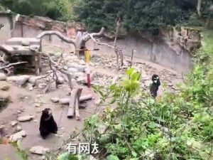 拍客｜動物園回應疑因投喂導致馬來熊追逐打斗：禁止投喂，看見會勸阻