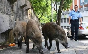 家猪变野猪：基因唤醒与野化之谜，揭示自然选择的神奇力量