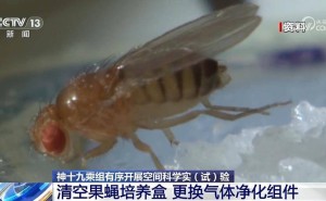 神十九乘组太空科研生活：果蝇探索、燃烧实验齐上阵！