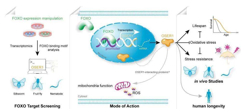 OSER1参与寿命调控的作用机制图示