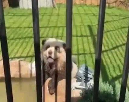 染色松狮犬被误认为是熊猫犬