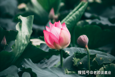 生肖羊图片