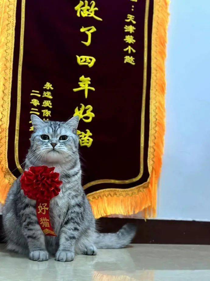 猫咪长期记忆示意图