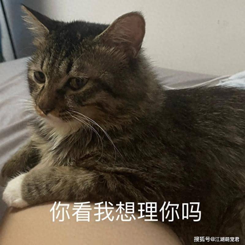 猫咪离别