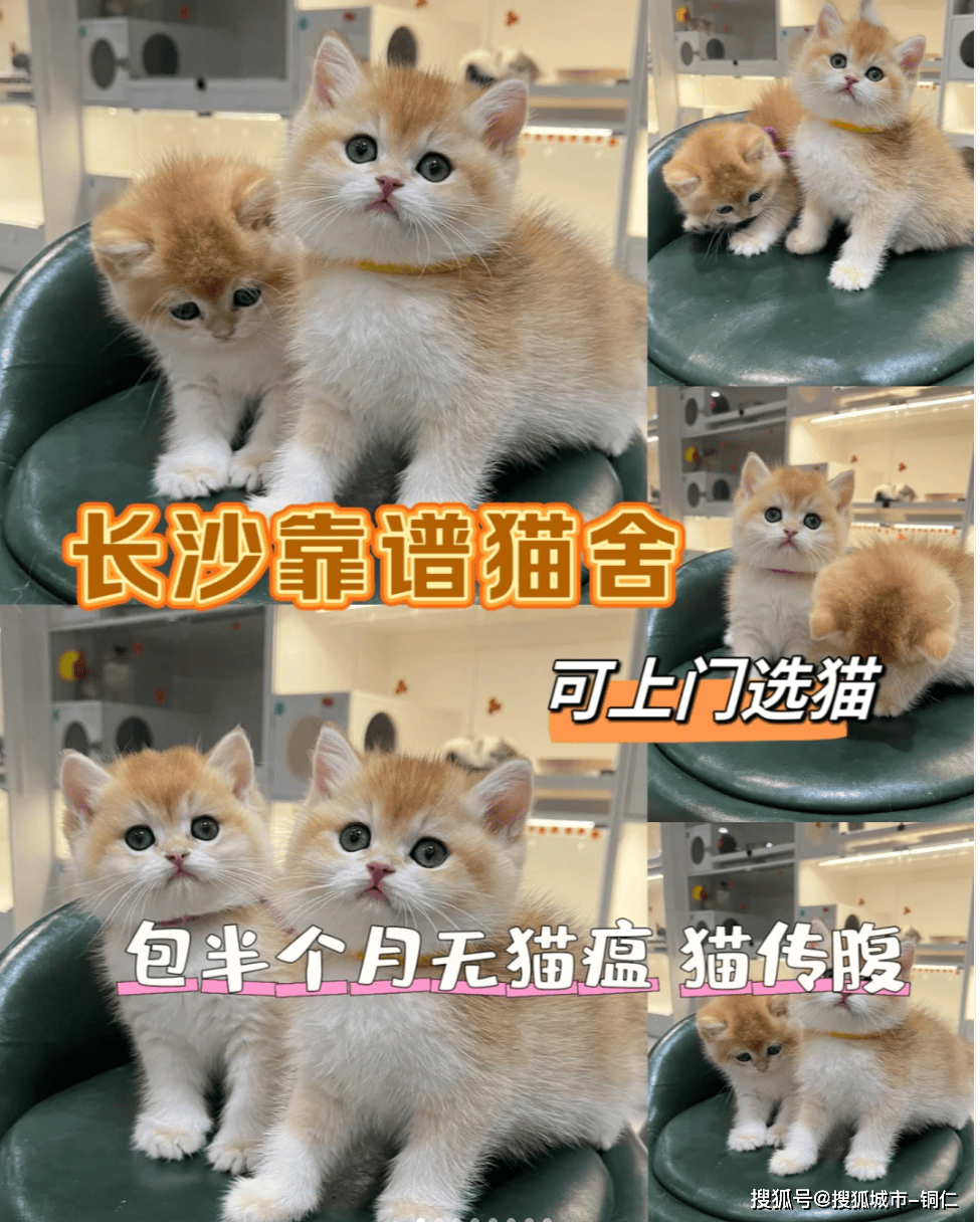 新手养猫指南：品种与年龄选择