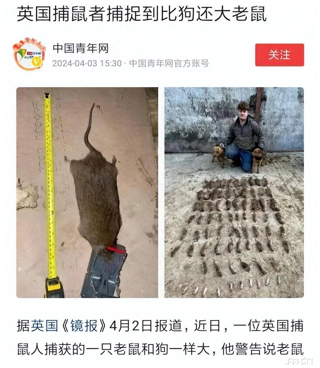 巨型老鼠图片