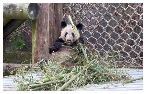 大熊猫丫丫与乐乐的近况