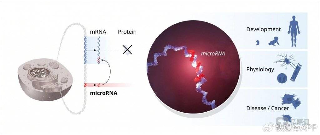 microRNA示意图