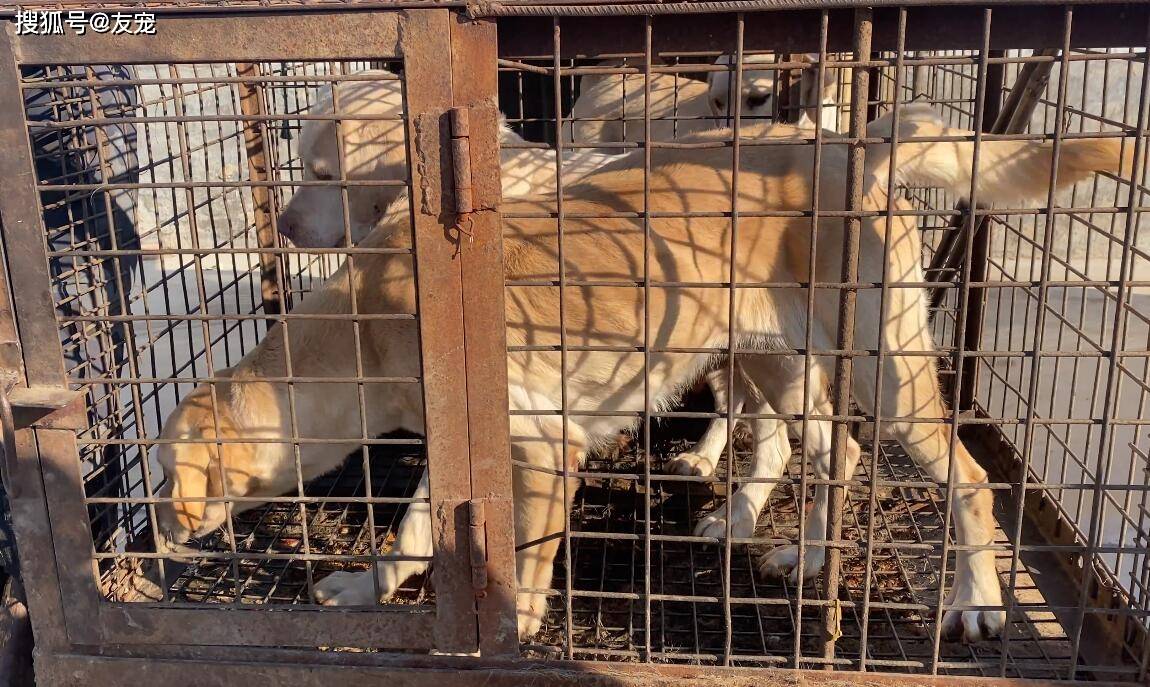 狗肉车内关押的宠物狗