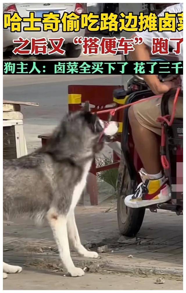 哈士奇偷吃卤肉