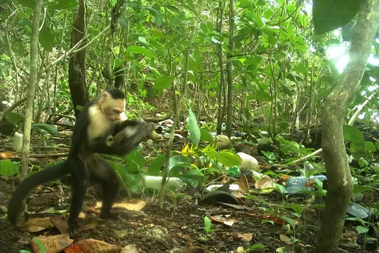 白面卷尾猴使用石器