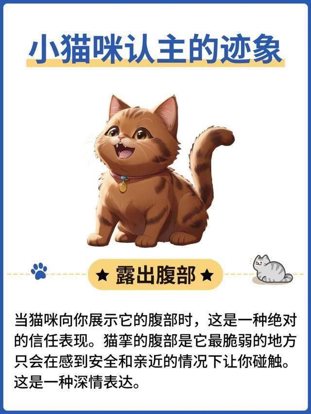 猫咪露腹