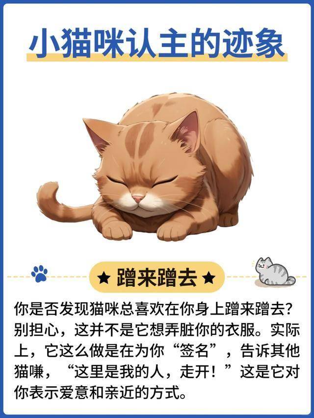 猫咪蹭人