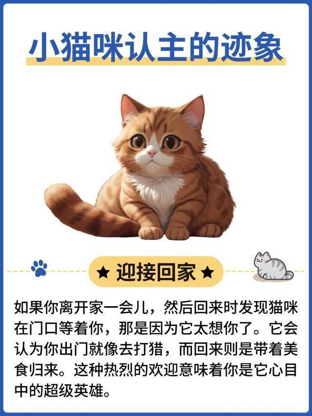 猫咪迎接主人