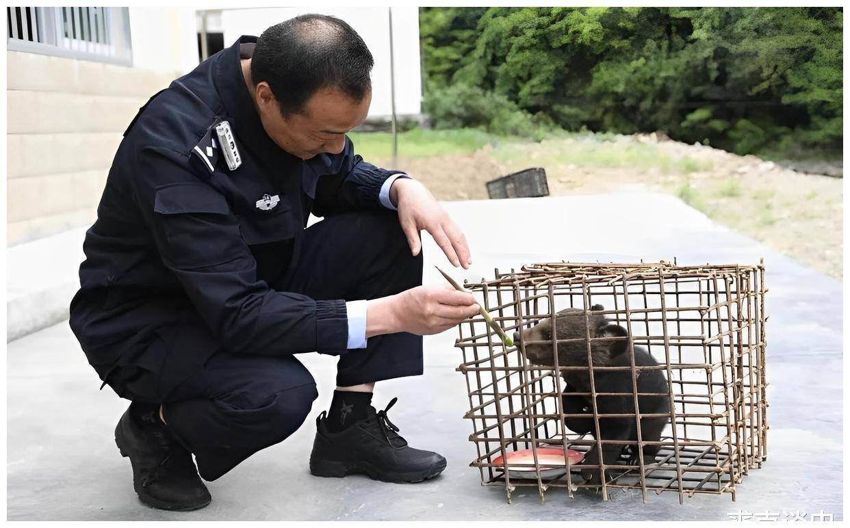 林业局工作人员照顾黑熊幼崽