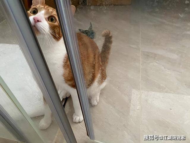 猫咪跟随主人进厕所