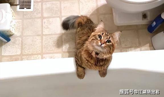 猫咪与主人互动