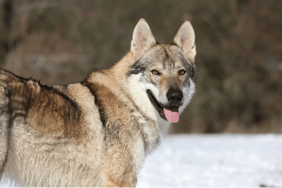 捷克狼犬