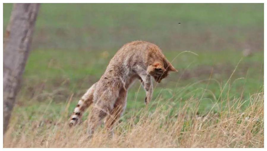 荒漠猫捕食高原鼢鼠