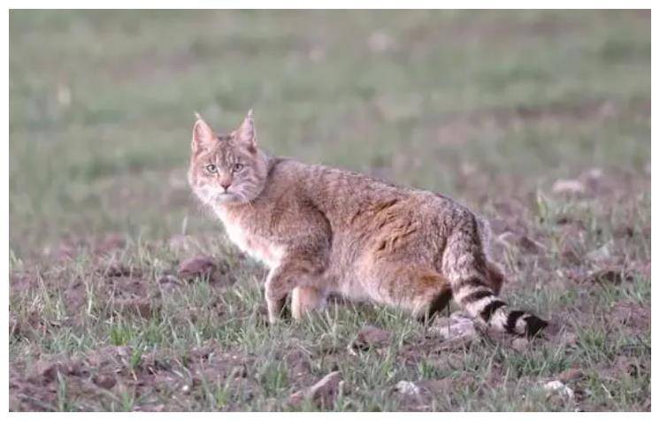 荒漠猫特征