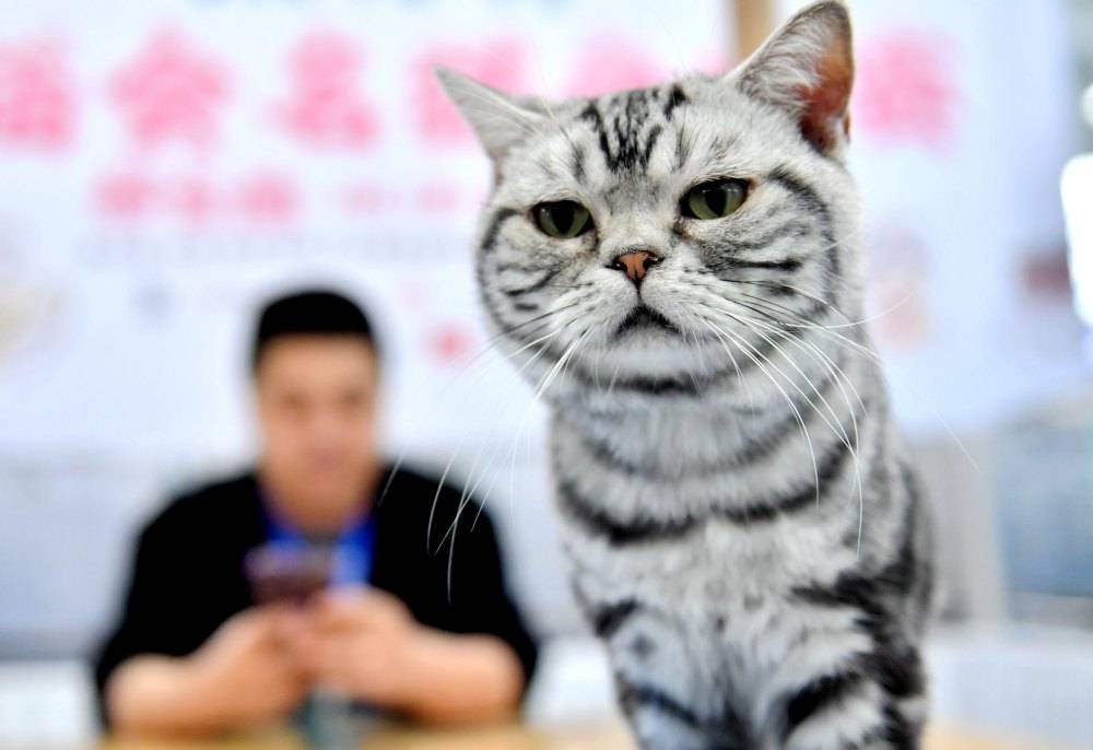 宠物猫展示