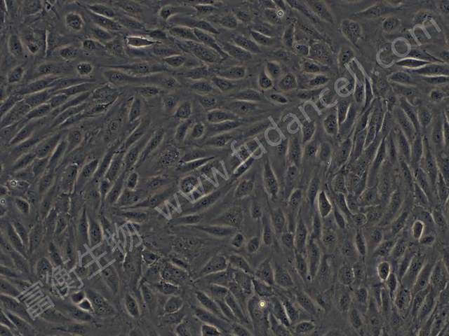原代人脐静脉内皮细胞（FH-H040）示例图