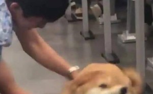 柴犬突袭课堂，同学们集体“逃课”变撸狗大会！