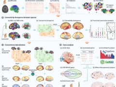 我国发布黑猩猩脑网络组图谱，探索人脑演化新路径