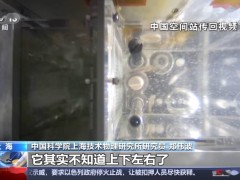 太空“鱼航员”斑马鱼：再探宇宙奥秘，助力科研新突破