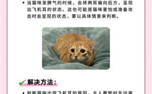 猫咪生气的5大信号，你get了吗？