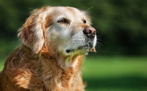 老年犬猫的健康守护：高发疾病预警与科学养护指南