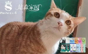 猫咪的“神经病”行为，竟是幸福健康的表现？