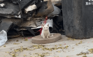 从垃圾堆到温馨家，立正小猫的奇妙缘分与幸福转变