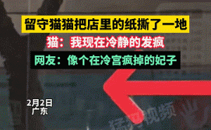 春节留守小猫现状：有的拆家有的胖成球，你家猫在干啥？