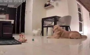 大金小熊兄妹情深！比熊妹紧黏黄金猎犬哥，温馨日常萌化人心