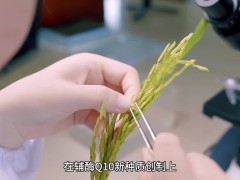 我國科學家突破！全球首例輔酶Q10合成水稻新種質誕生