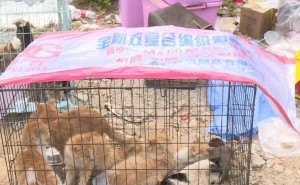 云浮弃猫广州安家路：500生命如何重生？急需援助！