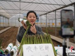 江西南昌芦笋产业“触网”升级，绿色食品电商之路越走越宽