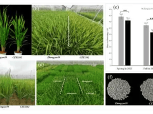 江西農(nóng)科所突破！特早熟早稻新種質，生育期再縮5天