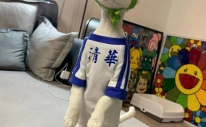 喵星人新宠儿：人教版奶猫日常大揭秘，你心动了吗？