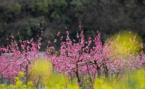 张问陶笔下的江南春色：轻舟悠游，桃红柳绿，醉美诗篇惊艳时光！