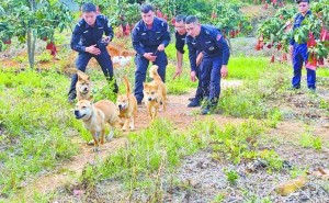 广西“小土狗天团”：山地警犬的荣耀成长之路