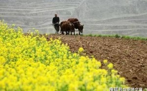 惊蛰时节话农耕：古老节气与现代文明的时空对话